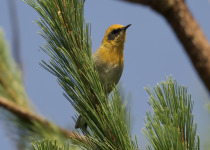 Olive Warbler