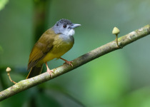 Olive-winged Bulbul