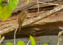 Olive-winged Bulbul