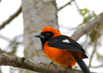 Orange-backed Troupial