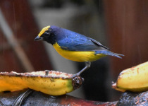 Orange-bellied Euphonia
