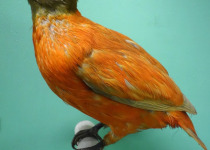 Orange-bellied Fruit Dove