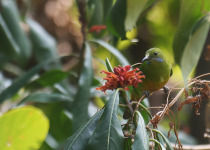 Orange-bellied Leafbird