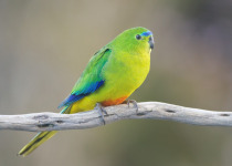 Orange-bellied Parrot