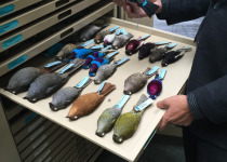 Orange-bellied Trogon