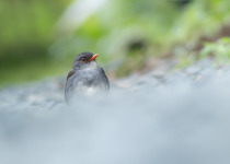 Orange-billed Nightingale-Thrush