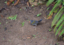 Orange-billed Sparrow
