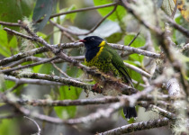 Orange-breasted Fruiteater