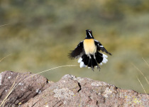 Orange-breasted Rockjumper