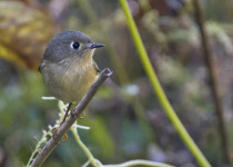 Orange-breasted Sunbird