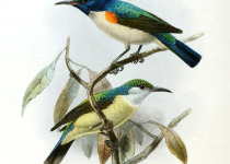 Orange-breasted Sunbird
