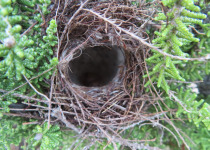 Orange-breasted Sunbird