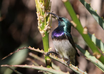 Orange-breasted Sunbird