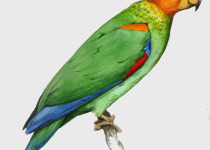 Orange-cheeked Parrot