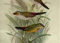 Orange-cheeked Waxbill