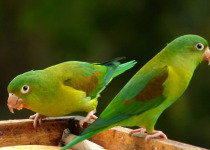 Orange-chinned parakeet