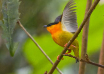 Orange-collared Manakin