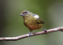 Orange-crowned Euphonia