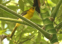 Orange-crowned Oriole