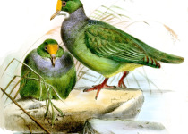 Orange-fronted Fruit Dove