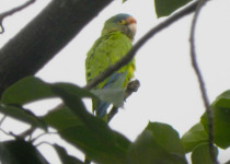 Orange-fronted Parakeet