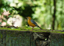 Orange-headed Thrush