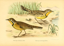 Orange-throated Longclaw