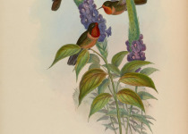 Orange-throated Sunangel