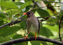 Orange thrush