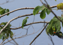 Orange-winged Amazon