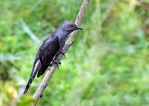 Oriental Cuckoo