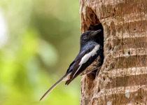 Oriental Magpie-Robin