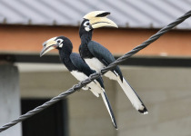 Oriental pied hornbill