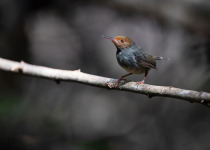 Oriental Reed Warbler