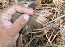 Oriental Reed Warbler