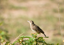 Oriental Skylark