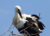Oriental Stork