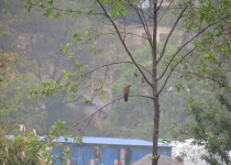 Oriental Turtle-Dove