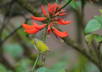 Oriental White-eye