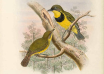 Oriole Whistler