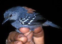 Ornate Stipplethroat