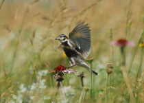 Ornate White-browed Sparrow