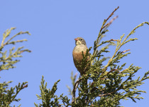 Ortolan Bunting