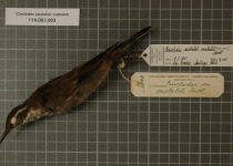 Oustalet's Cinclodes