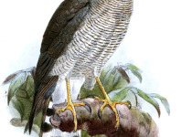 Ovambo sparrowhawk