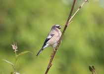 Owston's bullfinch
