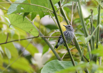 Pacific Antwren