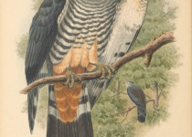 Pacific Baza