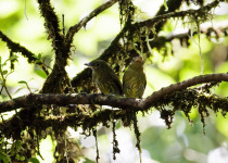 Pacific Elaenia