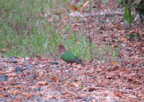 Pacific Emerald Dove